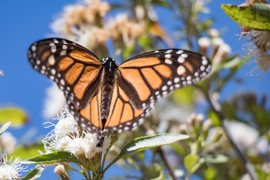 Contenedor de Arte | Arranca Festival Biocultural de la Mariposa Monarca en la Región Oriente