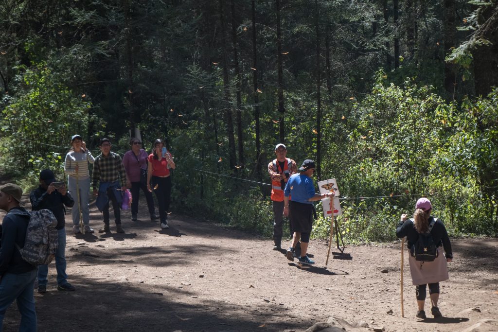 Contenedor de Arte | Arranca Festival Biocultural de la Mariposa Monarca en la Región Oriente